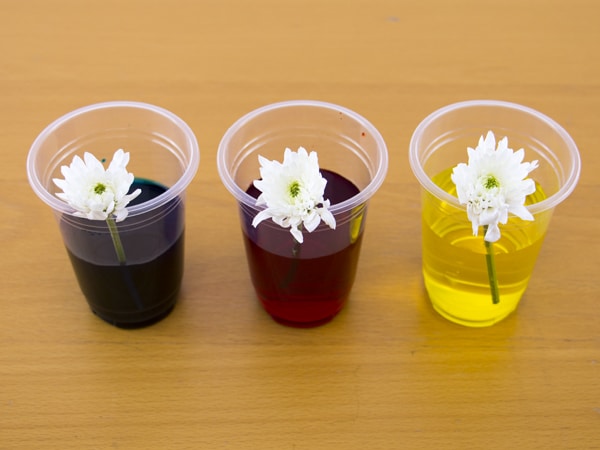 How To Dye Flowers With Food Coloring ActivityBox